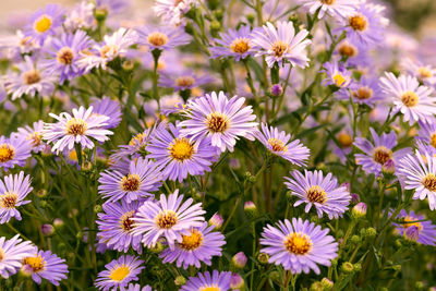 Close-up of flowering plants in park