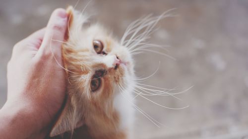 Close-up of hand holding cat
