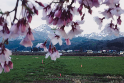 Close-up of flowers in field against mountain range