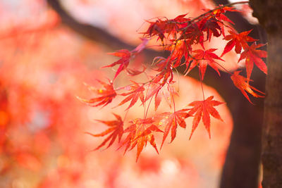 Close-up of maple leaves on tree