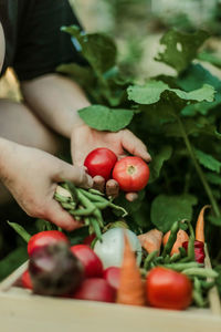 Cropped hand of woman picking fruit