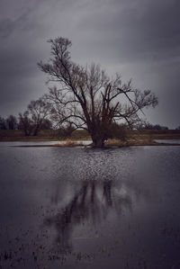 Bare tree by lake against sky during winter