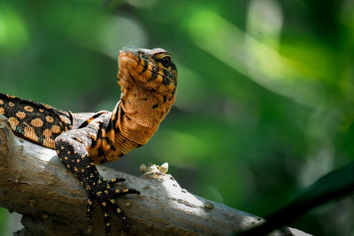 Varanus salvator