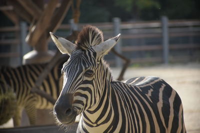 Zebras in a zoo