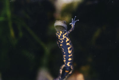 Close-up of newt swimming in terrarium