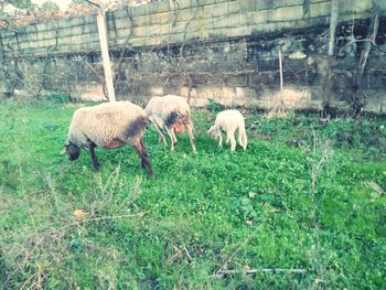 Sheep grazing on field