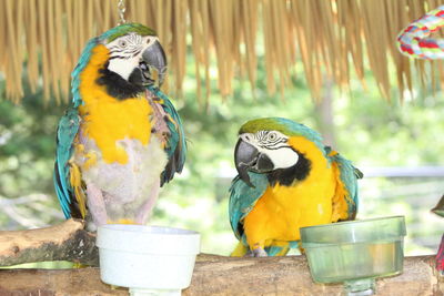 Close-up of parrot perching on wood