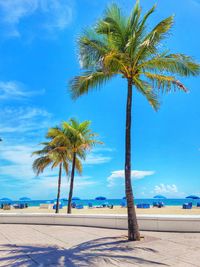 Palm trees on beach against sky