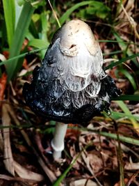 Close-up of a mushroom