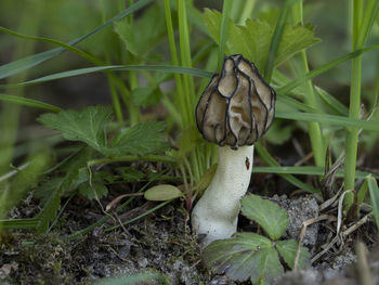Close-up of a turtle on field