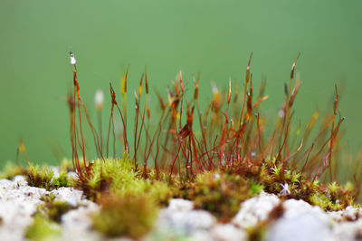 Surface level of grass with moss growing in background