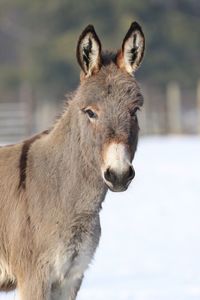 Portrait of donkey