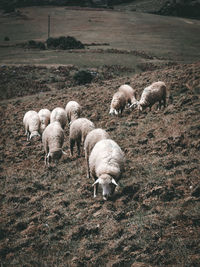 High angle view of sheep on field