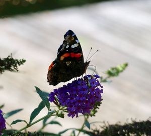 Close-up of butterfly pollinating on purple flower