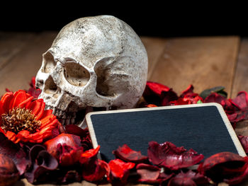 Close-up of red roses