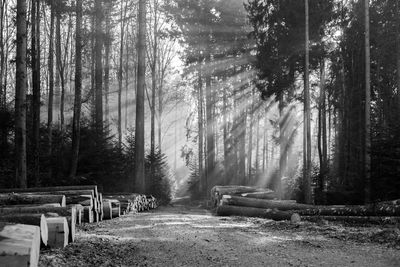 Dirt road amidst trees in forest