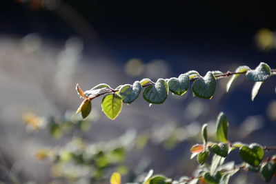 Close-up of flower buds growing outdoors