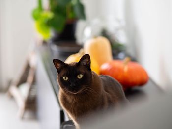 Portrait of cat at home