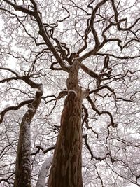 Low angle view of bare tree against sky