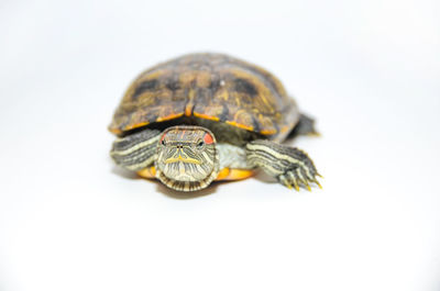 Close-up of turtle against white background