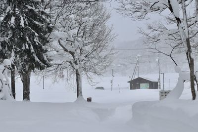 Trees on snow covered landscape