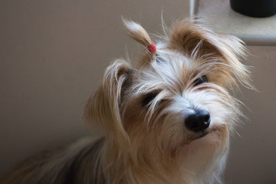 Close-up portrait of a dog