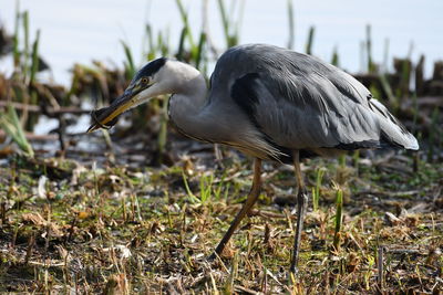 Heron hunting