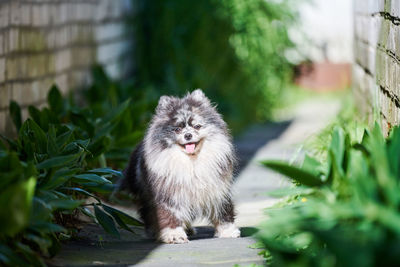 Pomeranian spitz dog in garden grass. cute pomeranian puppy on walk. funny friendly spitz pom dog