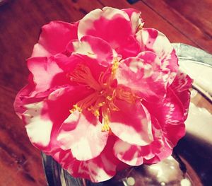 Close-up of pink flower