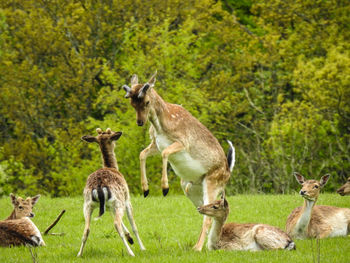 Deer fight