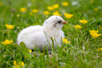 High angle view of an animal on field