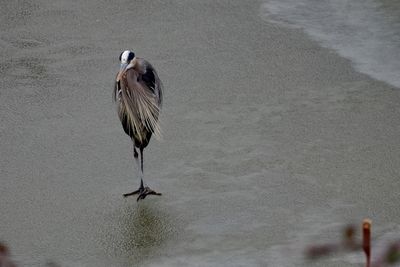 High angle view of gray heron perching on water