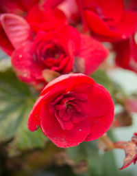 Close-up of red flower