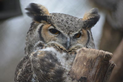 Close-up portrait of owl