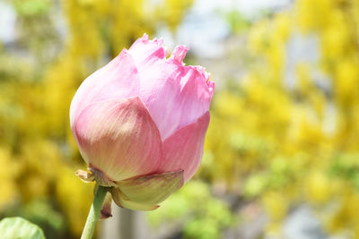 Pink lotus flower on blurred yellow background, important flower of buddhism.