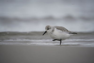 Seagull on beach