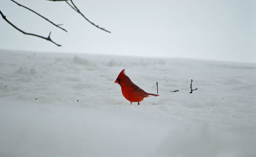 Close-up of red bird on frozen water against sky