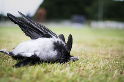 Close-up of a bird on field