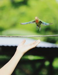 A parrot landing on a human hand