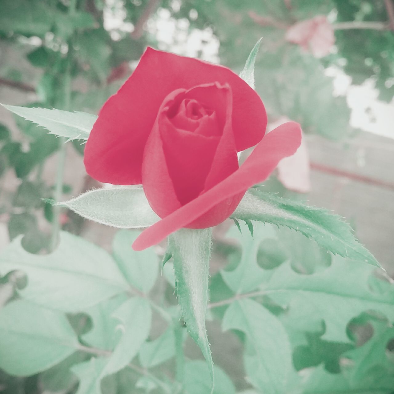 Simple rose