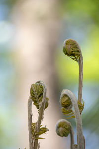 Close-up of lizard on plant