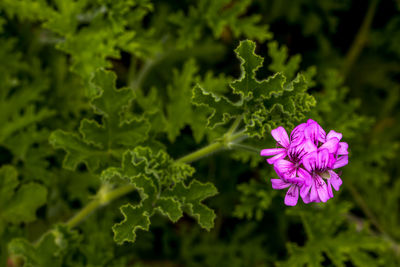 Close-up of pink flowering plant