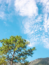 Low angle view of trees against blue sky