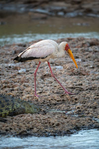 Yellow-billed stork walks along riverbank by croodile