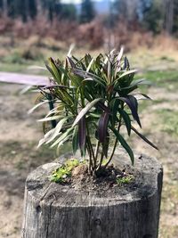 Close-up of potted plant on field