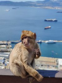 Portrait of monkey sitting on the sea