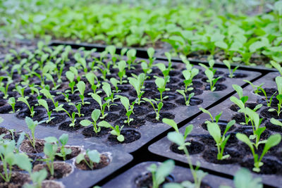 Close-up of plants growing on field