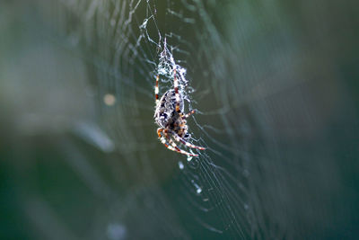 Spider on web