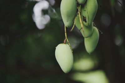 Close-up of fruits growing on tree