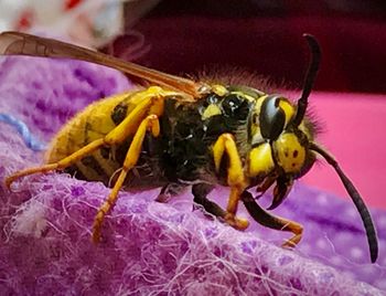 Close-up of honey bee on purple flower